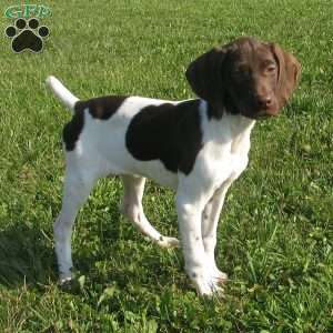 Bridget, German Shorthaired Pointer Puppy